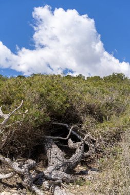 Benzersiz bir ağaç oluşumunun manzarası yemyeşil bir zemin ve Altafulla, Tarragona 'da parlak mavi bir gökyüzü..