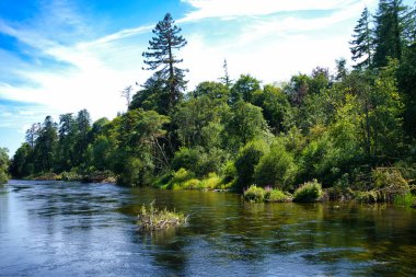 İrlanda 'da parlak mavi bir gökyüzünün altındaki yemyeşil ağaçların arasından sakin bir nehir süzülür..