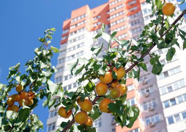 Ağaç dallarında bir sürü olgun kayısı