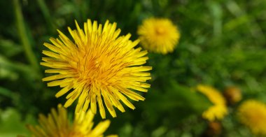 Wildflowers Dandelions growing in the field