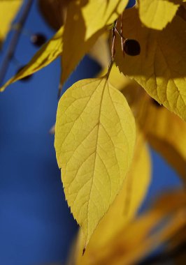 Sonbahar yaprağı güneş ışınlarında bir ağaç dalında