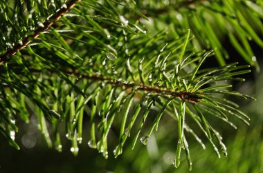 Kozalaklı ağaç dalıyla Ross damlaları - yakın plan