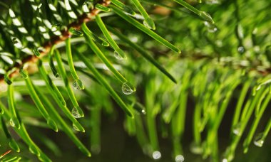 Kozalaklı ağaç dalıyla Ross damlaları - yakın plan