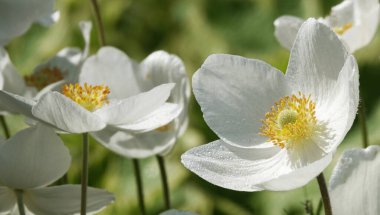 Anemone Dubravnaya veya Beyaz Anemone çok narin ve güzel bir beyaz çiçektir.