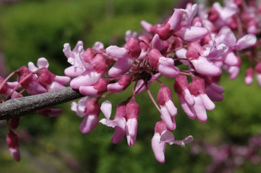 Çiçekler Bagryannik Avrupalı, Kiev şehrinin parkında pembe çiçekler