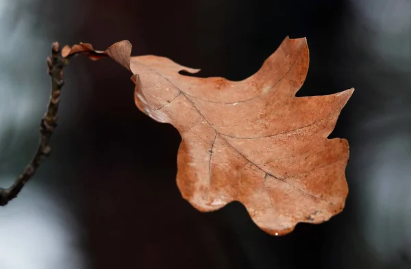 Грустный Осенний Лист Лесу — стоковое фото