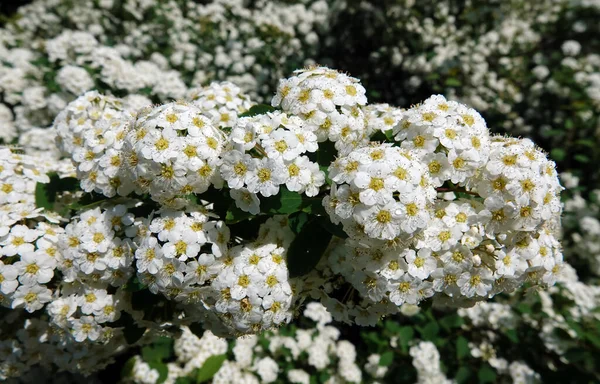 Flower Bushes Spirea Cantonese Blooms Spring Large Clusters Small Flowers — Stock Photo, Image