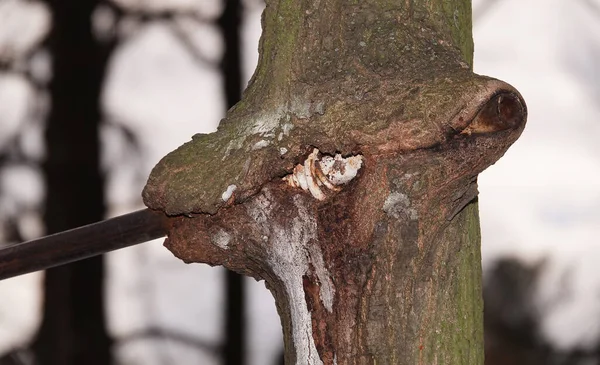 Drzewo Połknęło Żelazną Poprzeczkę Poprzeczkę Poziomą Która Przez Długi Czas — Zdjęcie stockowe
