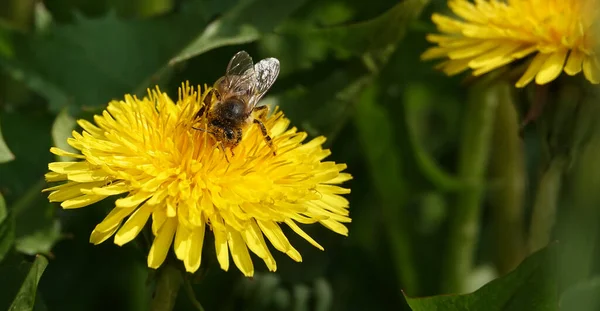 Stock image Wildflowers Dandelions growing in the field