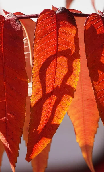Autumn Leaf Tree Branch Sunbeams Light — Stock Photo, Image