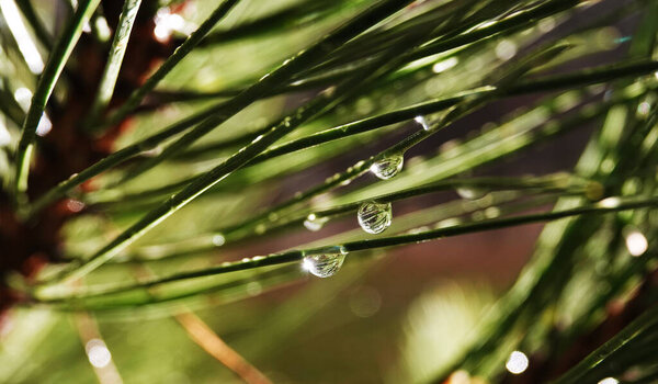Coniferous tree branch with drops of ross - close-up