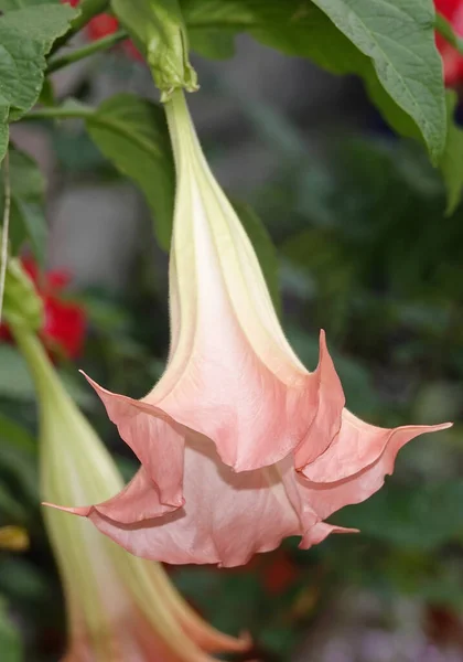 Kwiaty Brugmansia Złota Krwawa Wielokolorowe Zbliżenie Bardzo Delikatne Piękne — Zdjęcie stockowe
