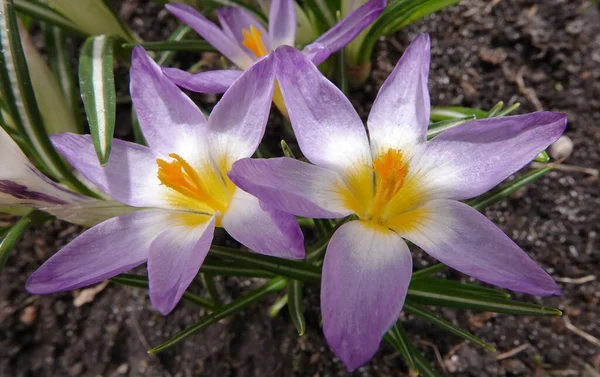 Azafrán Siembra Flores Principios Primavera Con Diferentes Colores — Foto de Stock