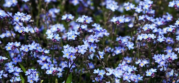 キエフ市内の公園に植えられた青い花と忘れられない私ではない高山の花 — ストック写真