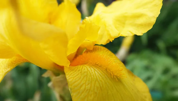 Iris Blühen Großen Blüten Mit Verschiedenen Farben Und Schattierungen — Stockfoto