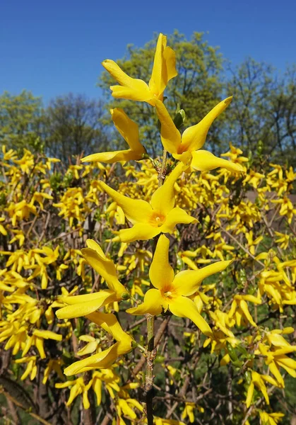 Bahar Başında Çalı Çiçekleri Forsythia Ortamında — Stok fotoğraf