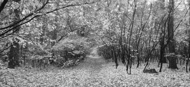 Sonbahar ormanlarında, ağaçların ve çalıların arasında güneşli bir gün.