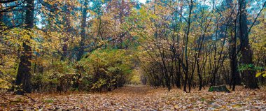 Sonbahar ormanlarında, ağaçların ve çalıların arasında güneşli bir gün.