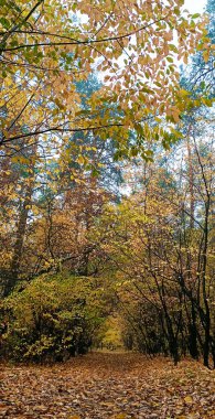Sonbahar ormanlarında, ağaçların ve çalıların arasında güneşli bir gün.