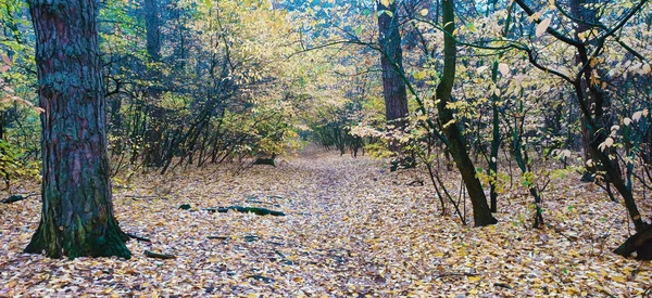 Callejón Bosque Otoñal Entre Árboles Arbustos Día Soleado — Foto de Stock