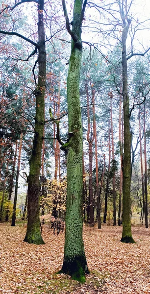 Bord Une Forêt Dense Conifères Avec Tronc Arbre Couvert Mousse — Photo