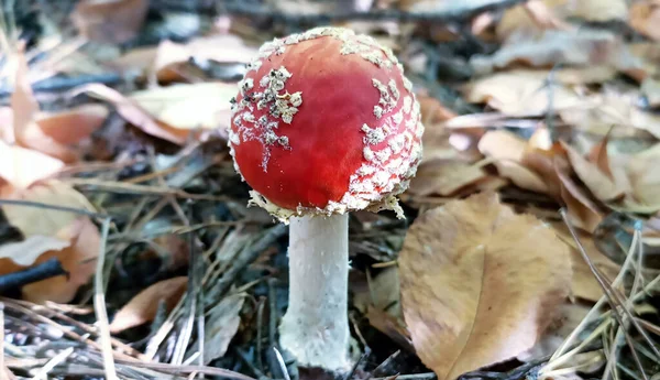 Amanita Pilz Mit Roter Kappe Wächst Einem Sonnigen Tag Auf — Stockfoto