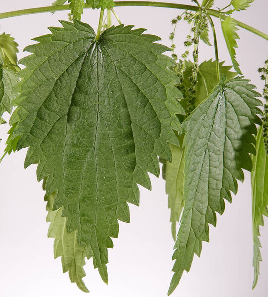 Nettle plant with stinging needles on branch leaves