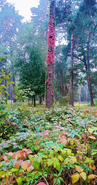 Άκρη Ένα Πυκνό Κωνοφόρο Δάσος Φύλλα Διαφορετικών Χρωμάτων Και Κορμό — Φωτογραφία Αρχείου