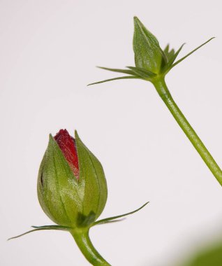 Hibiscus Terry, büyük ve güzel bir çiçek tomurcuğuyla yakın plan.