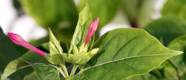 Mirabilis jalapa çiçeği ya da gece güzelliği büyük ve güzel bir çiçek tomurcuğuyla yakın.