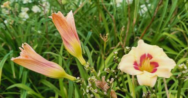 Krem rengi, Asphodelaceae familyasından bir bitki türü.