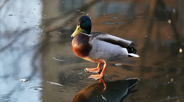 Ducks on the ice in winter preparing to fly to warmer climes