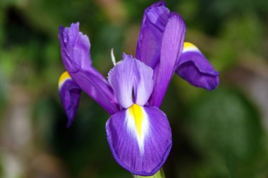 Flowers Iris Dutch or Cockerel, or Kasatik lilac with yellow tongues during the day on the street