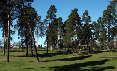 Baharda, Kyiv şehrindeki parkta yeşil çimlerin üzerinde büyük çam ağaçları ve gölgeler vardı.