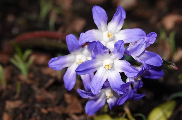 非常に繊細な花と春に咲く知恩院式のSihei — ストック写真