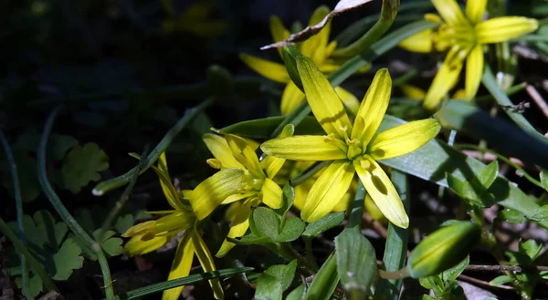 Husí Cibule Nízká Jemný Žlutý Květ — Stock fotografie