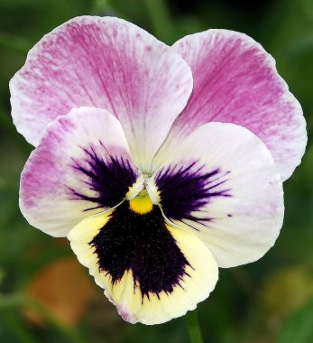 Wittrock 'un Violet veya Garden Pansy, Violet ailesine ait uzun ömürlü bir bitkidir..