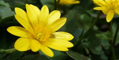 Bahar çiçekleri İlkbaharın başlarında Chistyak