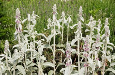 Tüylü yapraklı bitki Stachis Woolly Koyun kulaklı Chistets Byzantine