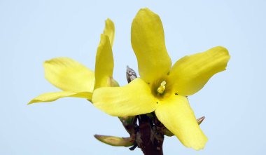 Bahar başında çiçekler Forsythia