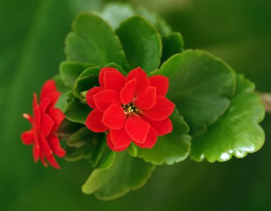 Kalanchoe Blossfeld, Crassulaceae familyasının daimi bir bitkidir..