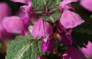 Kiev şehrinin parklarına ekilmiş pembe çiçekli sabırsız çiçekler