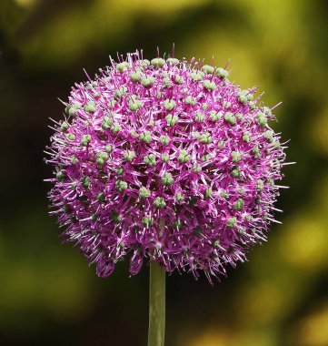 Baharda leylak tomurcuklarıyla dev yabani soğanlar.
