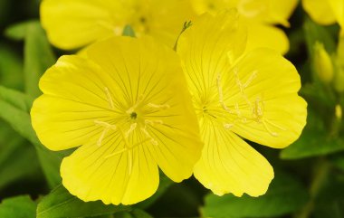 Akşam çiçekleri çok narin ve güzeldir..