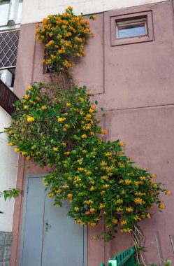 Çiçekler kıvırcık hanımeli tırmanan bir çalılıktır, hanımeli ailesi.