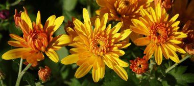 Çiçek bahçesi kasımpatısı ya da Dut Kasımpatısı (