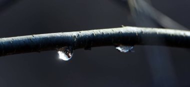 Tree branch with dewdrops glittering in sunlight