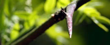 İlkbaharda açan akasya çiçekler, yapraklar ve iğnelerdir..
