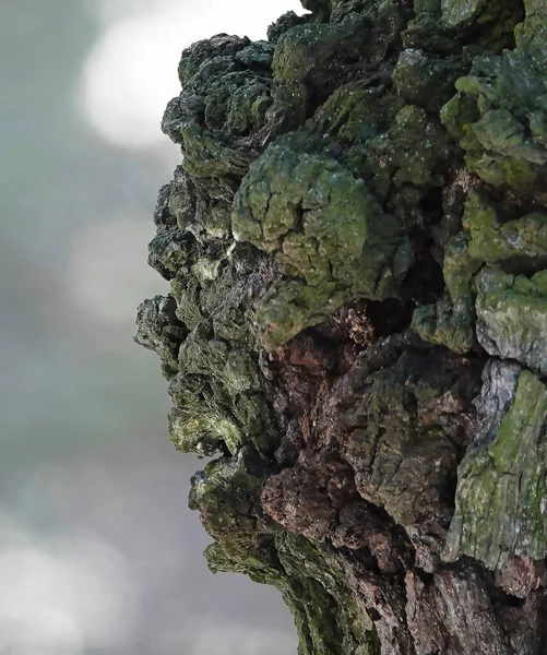 Drzewo Którym Używając Fantazji Odgaduje Się Wielką Ludzką Twarz Leśnego — Zdjęcie stockowe