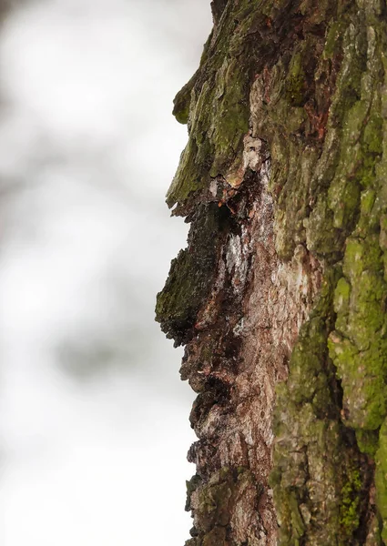 Bir Ağacın Içinde Bir Orman Iblisinin Büyük Bir Insan Yüzü — Stok fotoğraf